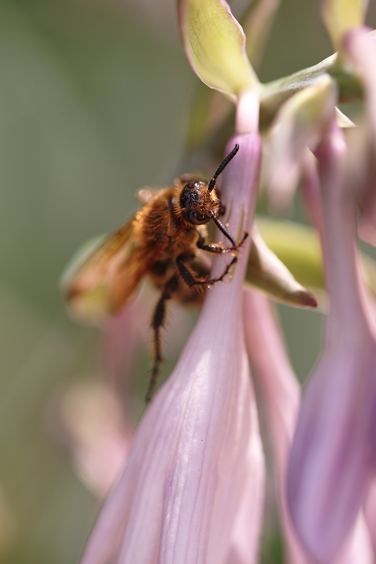Obiektyw Sigma 105 mm f/2.8 DG OS EX HSM Macro Nikon