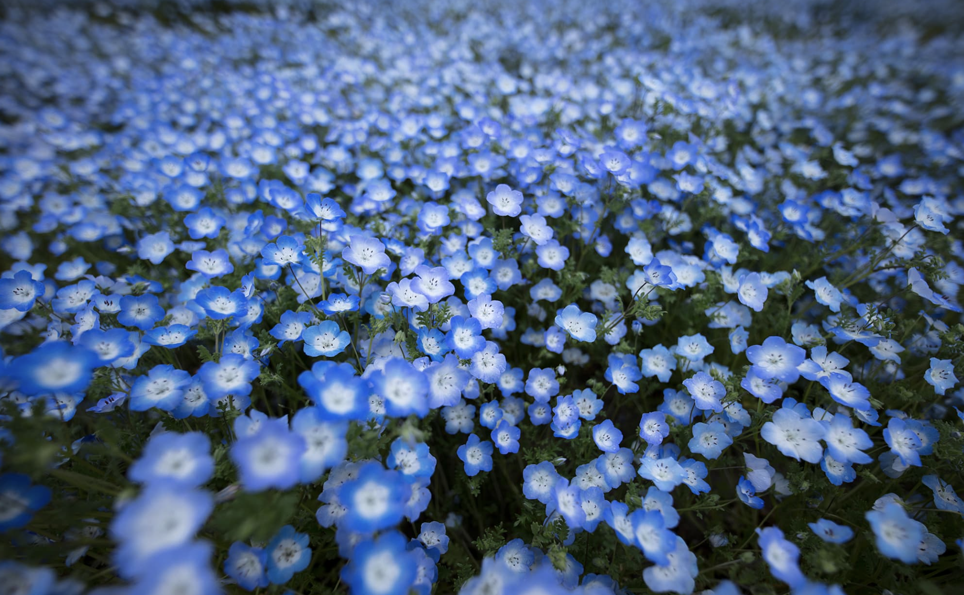 Obiektyw Sigma A 14 mm f/1.8 DG HSM / Sony E