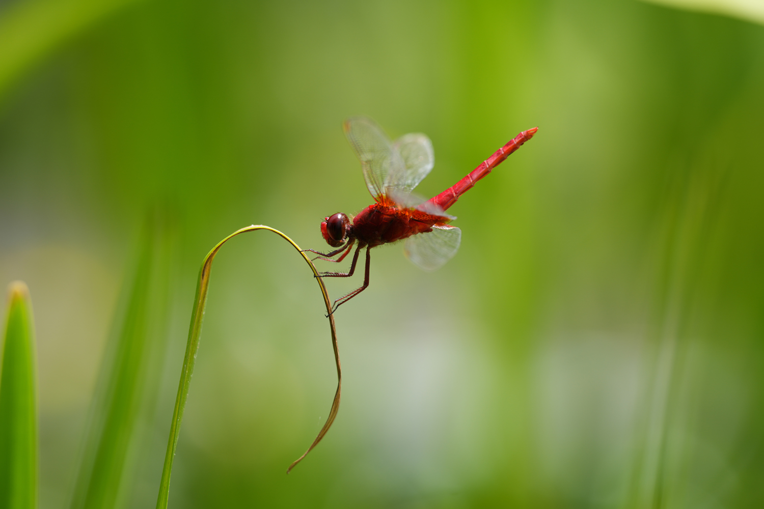 Aparat cyfrowy Sony A7R V body