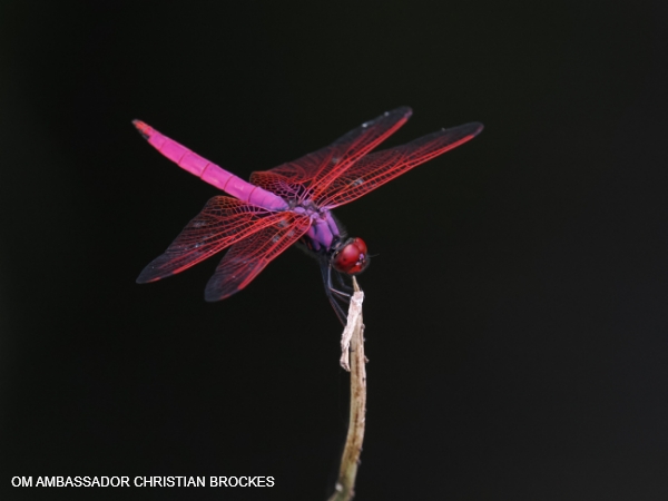 Aparat cyfrowy OM System OM-1 II body