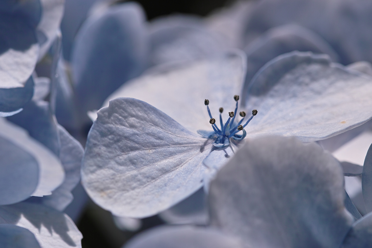 Obiektyw Sigma 105 mm f/2.8 DG OS EX HSM Macro Nikon
