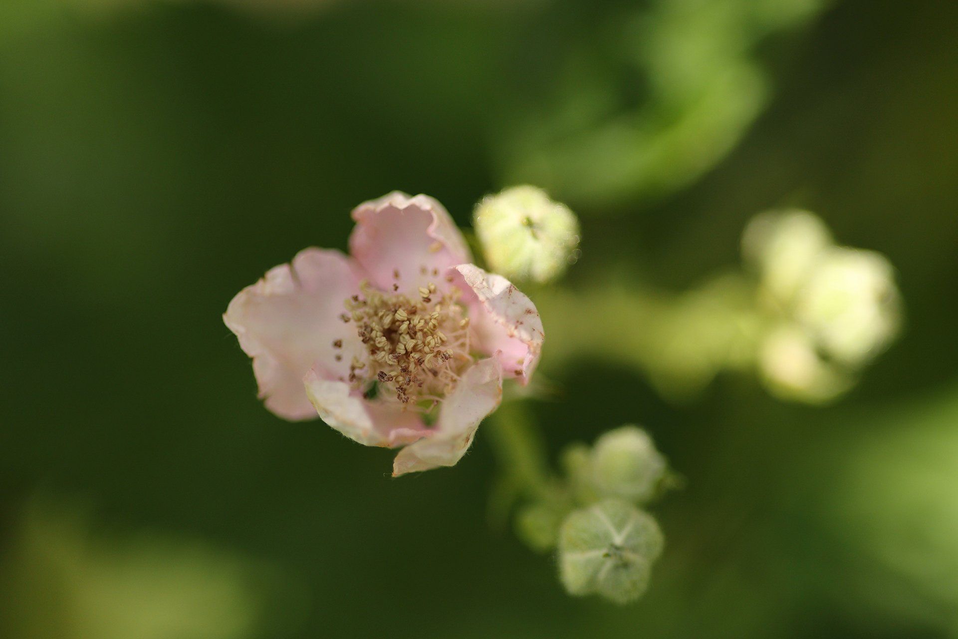 Obiektyw Canon RF 85 mm f/2 Macro IS STM