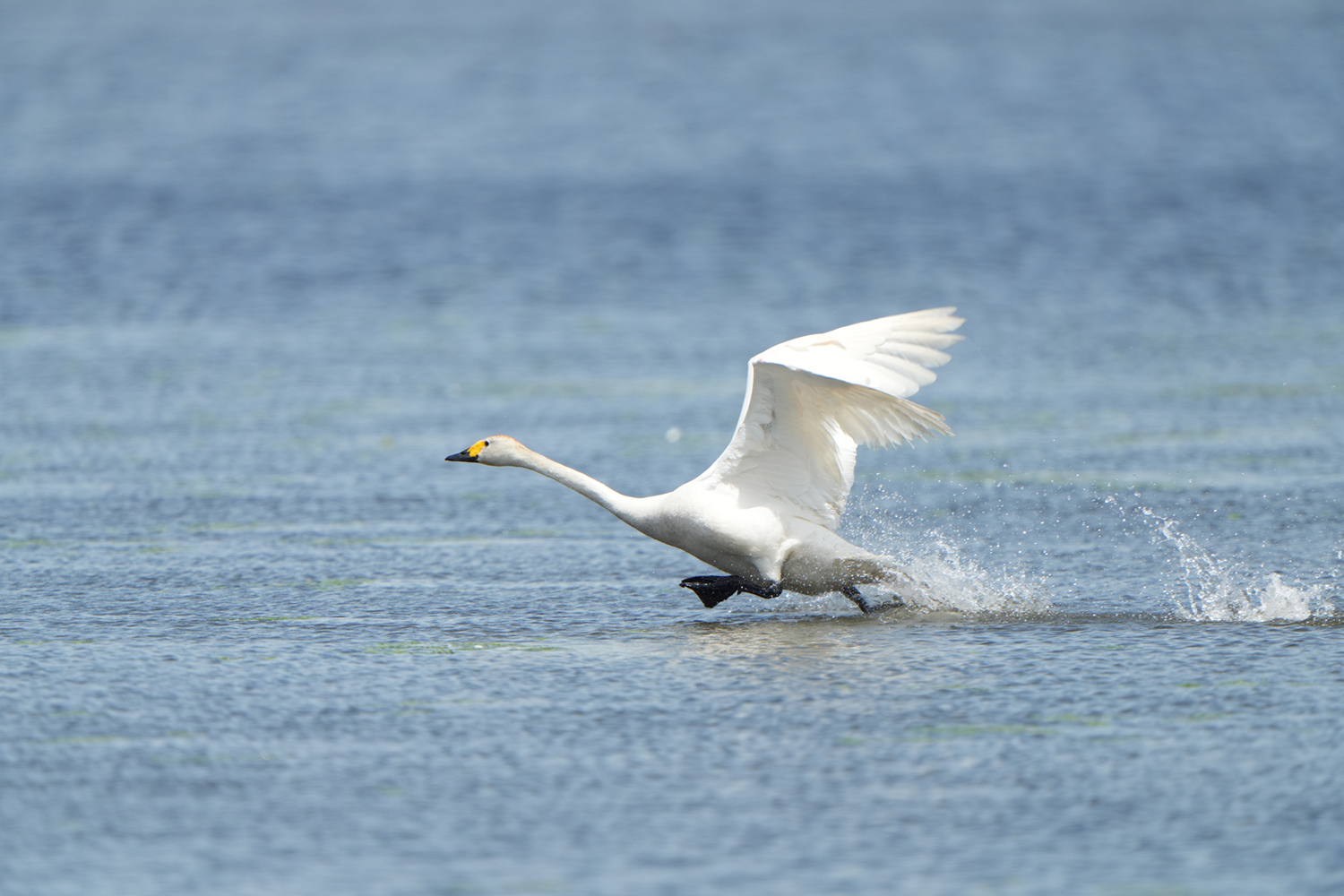 Aparat cyfrowy Sony A7R V body
