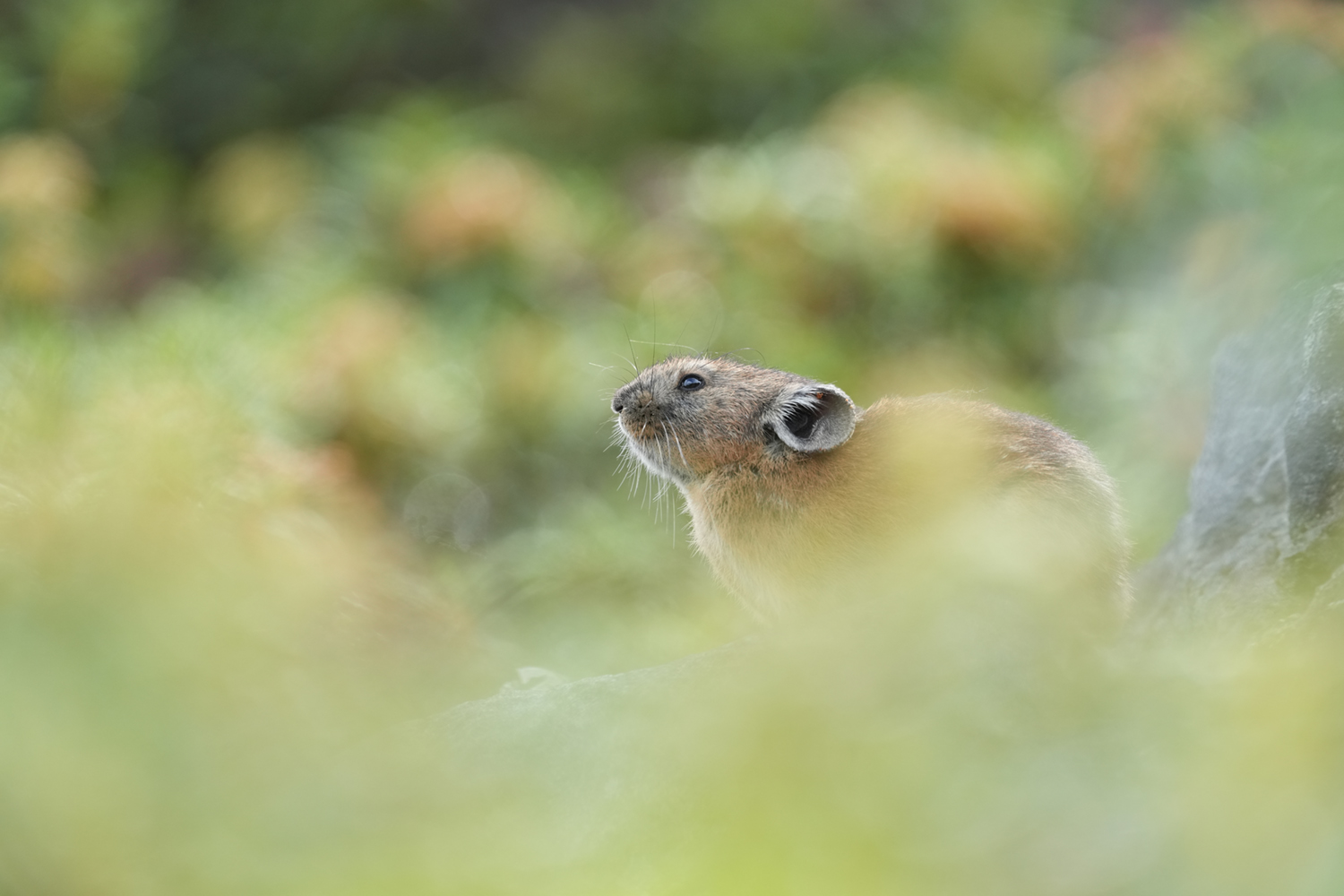 Aparat cyfrowy Sony A7R V body