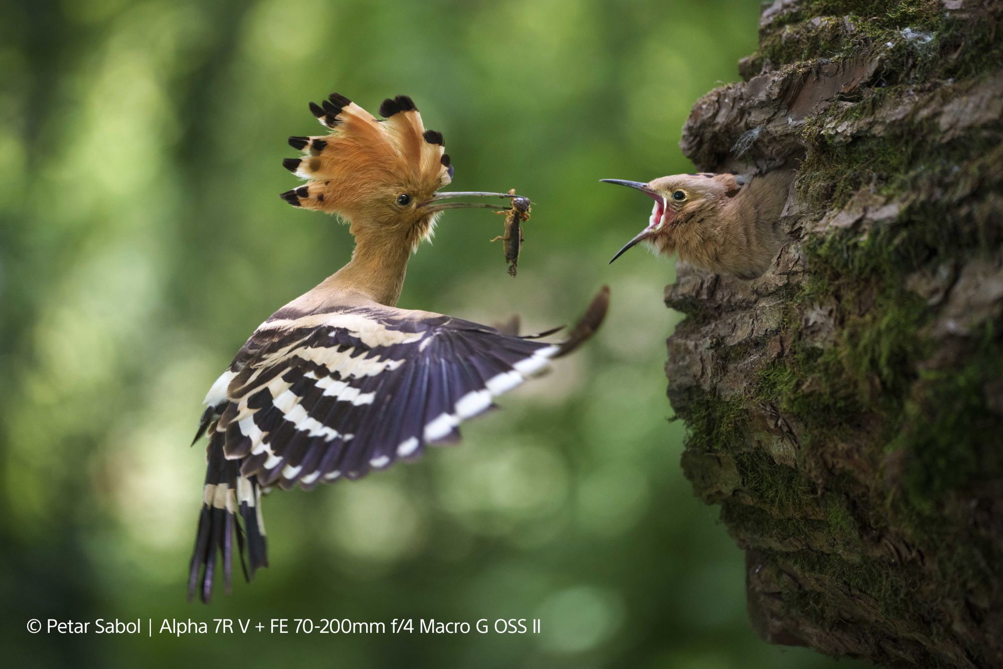 Obiektyw Sony FE 70-200 mm f/4 G OSS II (SEL70200G2.SYX)