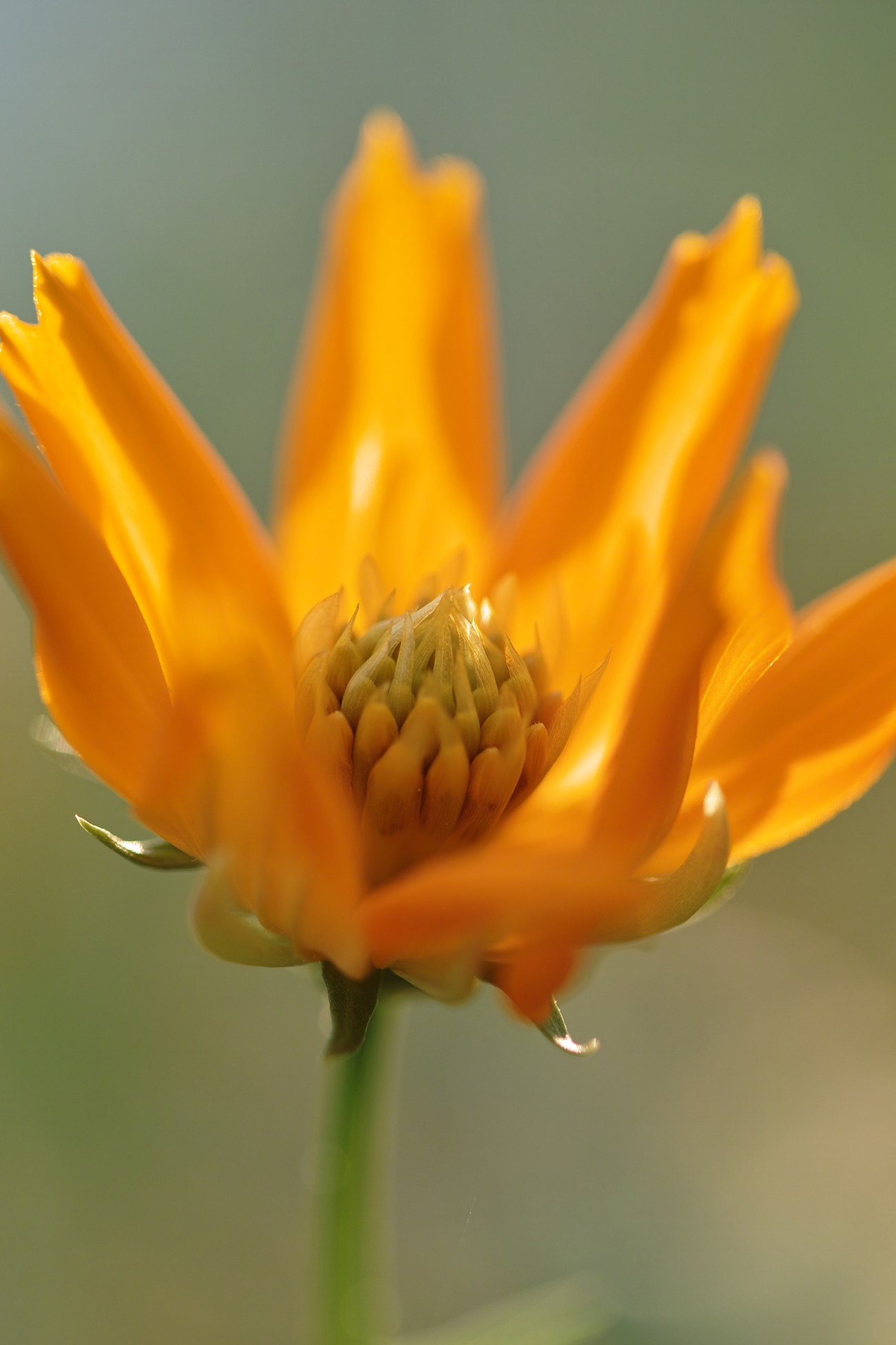 Obiektyw Sigma 105 mm f/2.8 DG OS EX HSM Macro Nikon